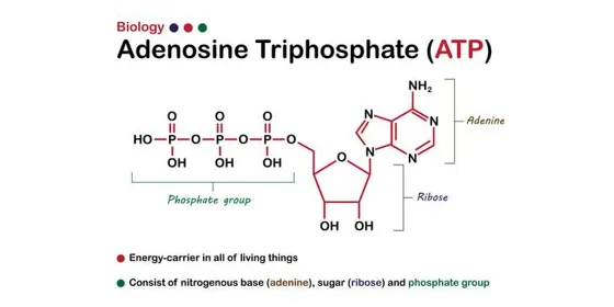Что такое молекулы АТФ?